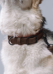 VRC01-BR-L,VRC01-BR-EL,VRC01-BR-M