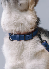 VRC01-DB-L,VRC01-DB-EL,VRC01-DB-M