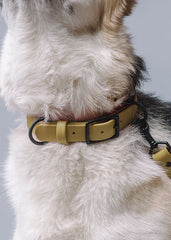 VRC01-GO-L,VRC01-GO-EL,VRC01-GO-M