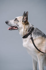 VRC01-BK-L,VRC01-BK-EL,VRC01-BK-M