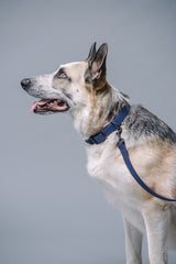 VRC01-DB-L,VRC01-DB-EL,VRC01-DB-M