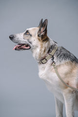 VRC01-DS-L,VRC01-DS-EL,VRC01-DS-M