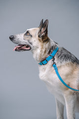 VRC01-LB-L,VRC01-LB-EL,VRC01-LB-M