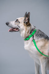 VRC01-MGRN-L,VRC01-MGRN-EL,VRC01-MGRN-M