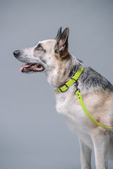 VRC01-NY-L,VRC01-NY-EL,VRC01-NY-M