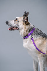 VRC01-PU-L,VRC01-PU-EL,VRC01-PU-M