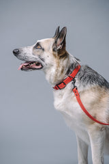 VRC01-RE-L,VRC01-RE-EL,VRC01-RE-M