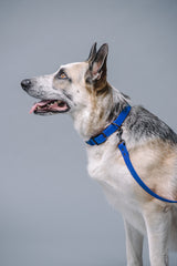 VRC01-ROB-L,VRC01-ROB-EL,VRC01-ROB-M