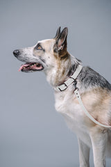 VRC01-WH-L,VRC01-WH-EL,VRC01-WH-M