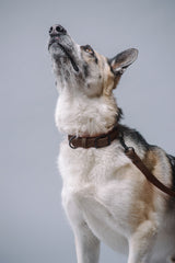 VRC01-BR-L,VRC01-BR-EL,VRC01-BR-M