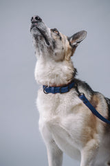 VRC01-DB-L,VRC01-DB-EL,VRC01-DB-M