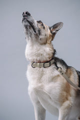 VRC01-DS-L,VRC01-DS-EL,VRC01-DS-M