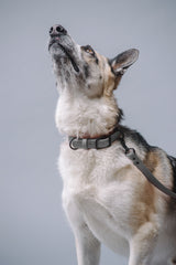 VRC01-GR-L,VRC01-GR-EL,VRC01-GR-M