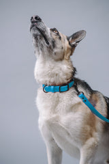 VRC01-LB-L,VRC01-LB-EL,VRC01-LB-M