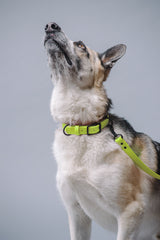 VRC01-NY-L,VRC01-NY-EL,VRC01-NY-M