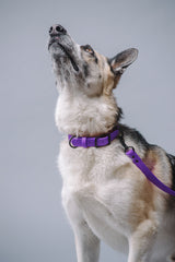 VRC01-PU-L,VRC01-PU-EL,VRC01-PU-M