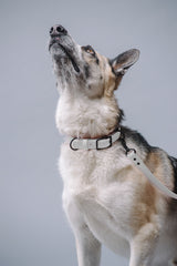 VRC01-WH-L,VRC01-WH-EL,VRC01-WH-M