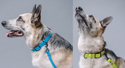 VEGAN RANGER DOG COLLAR | 2 RING DOG COLLAR